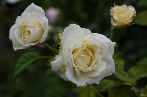 クレアオースチン フランボワーズバニーユ ローズマリーミューリー バラの香る庭へようこそ 楽天ブログ