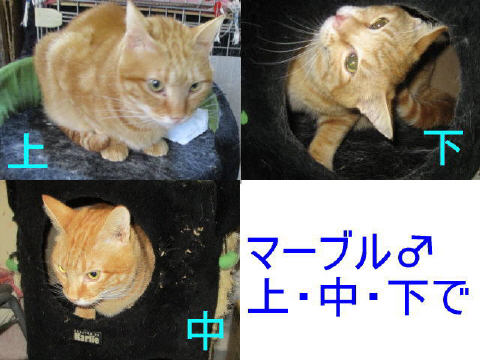 ma-buru1.jpg