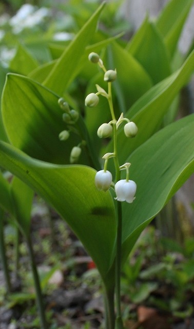 IMG_9831 (378x640).jpg