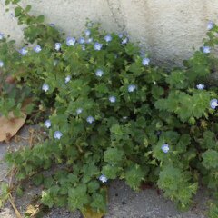 名前知らずの草
