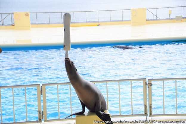 水族館編 その2 アシカショー | 今日の予定 - 楽天ブログ