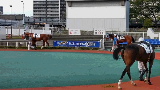 大井パドックJBC.jpg