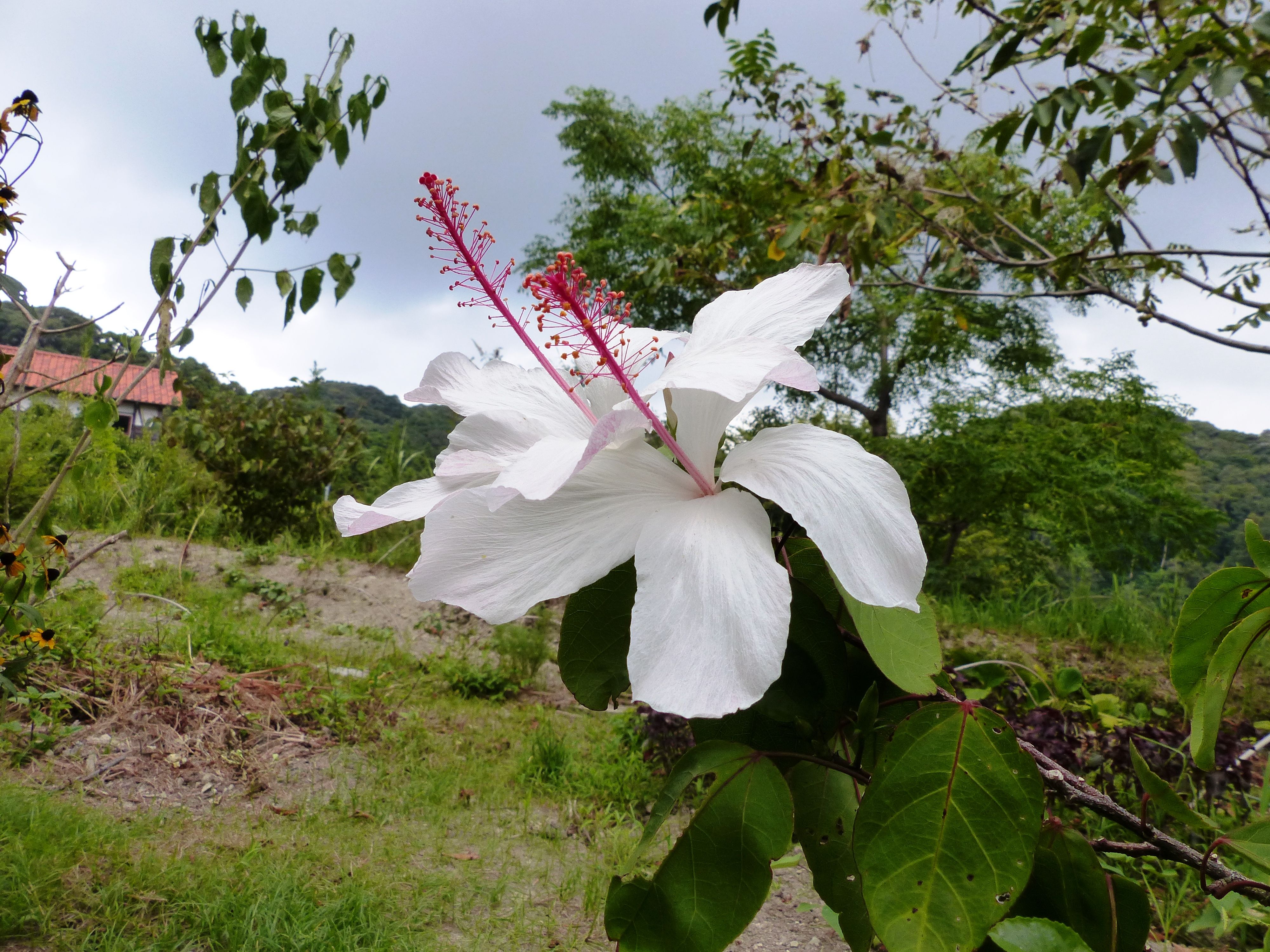ハイビスカスの 白い花 オープンガーデン 蕗のとう 楽天ブログ