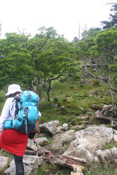 オオヤマレンゲ