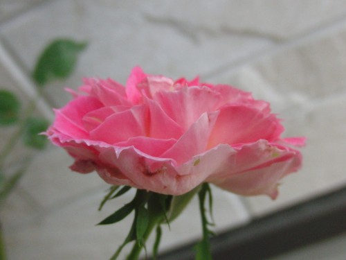 2012.5.23 CL名無し八重濃いピンク3.jpg