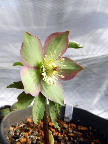 DSCN0728.JPG