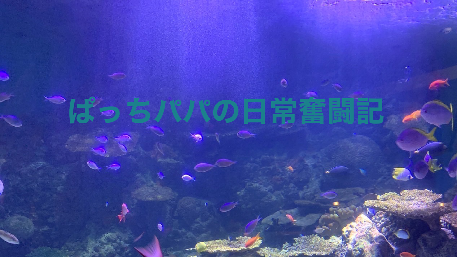 育児パパぱっちの日常奮闘記