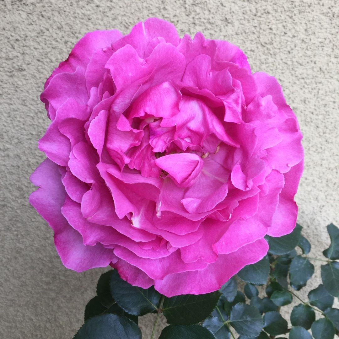 ローズピンクの大輪、ダマスク強香品種 パレードとピアッチェ | ばらと