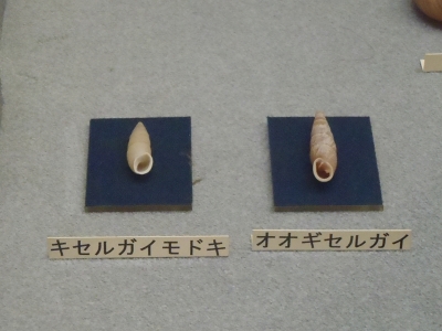 和歌山県立自然博物館2013年9月中旬22　キセルガイモドキ（Mirus reinianus）
