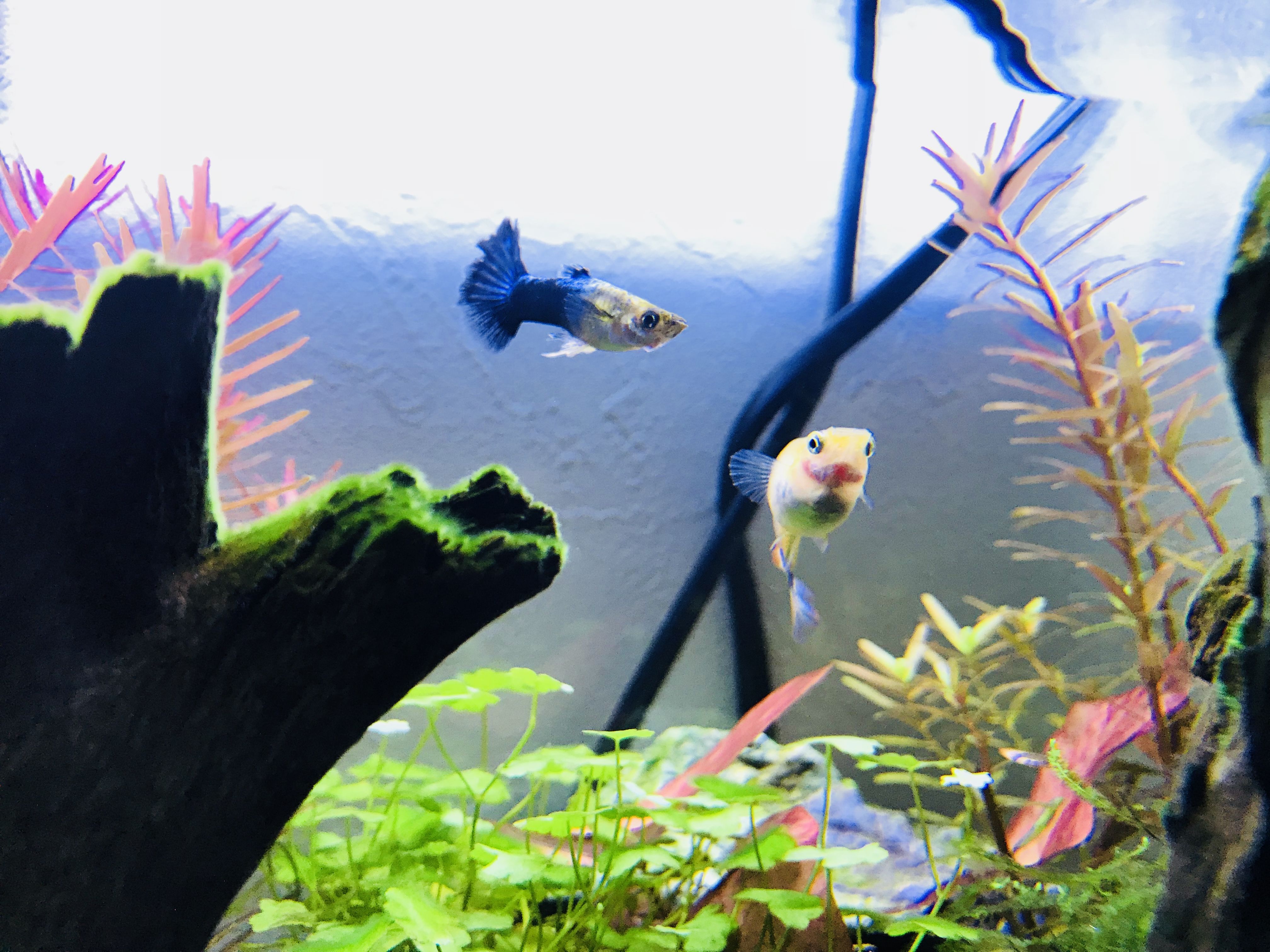 初心者 50cm 水槽 ロングフィン チェリーバルブ Maria S Home 楽天ブログ