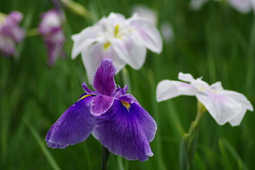 小石川後楽園の花菖蒲