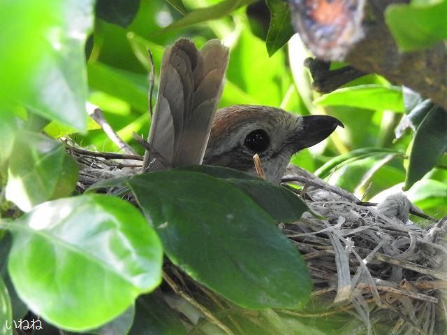 木の上に小鳥と卵 木の上に小鳥と卵