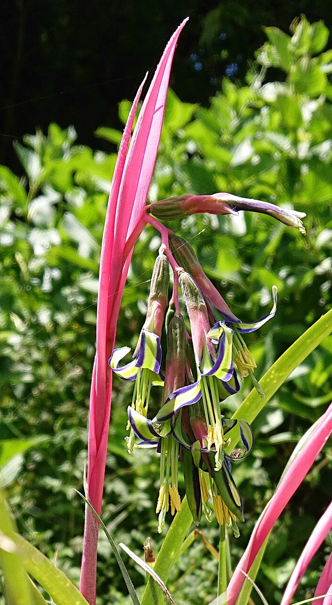 激レア】ショウジョウアナナス ビルベルギア 国内流通極少 希少植物