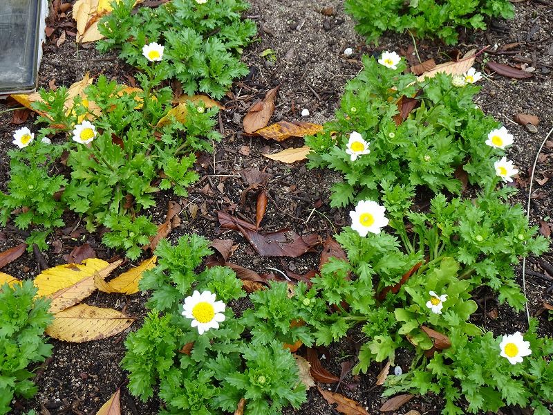 1１月30日 11月の花 その５ Gazengamaのブログ 散歩中に出合った花と趣味の陶芸作品 楽天ブログ