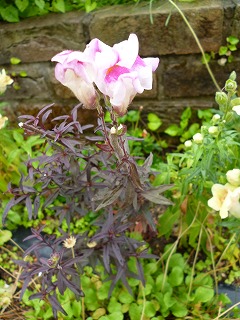 P1060612ss.jpg