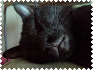 猿の惑星？