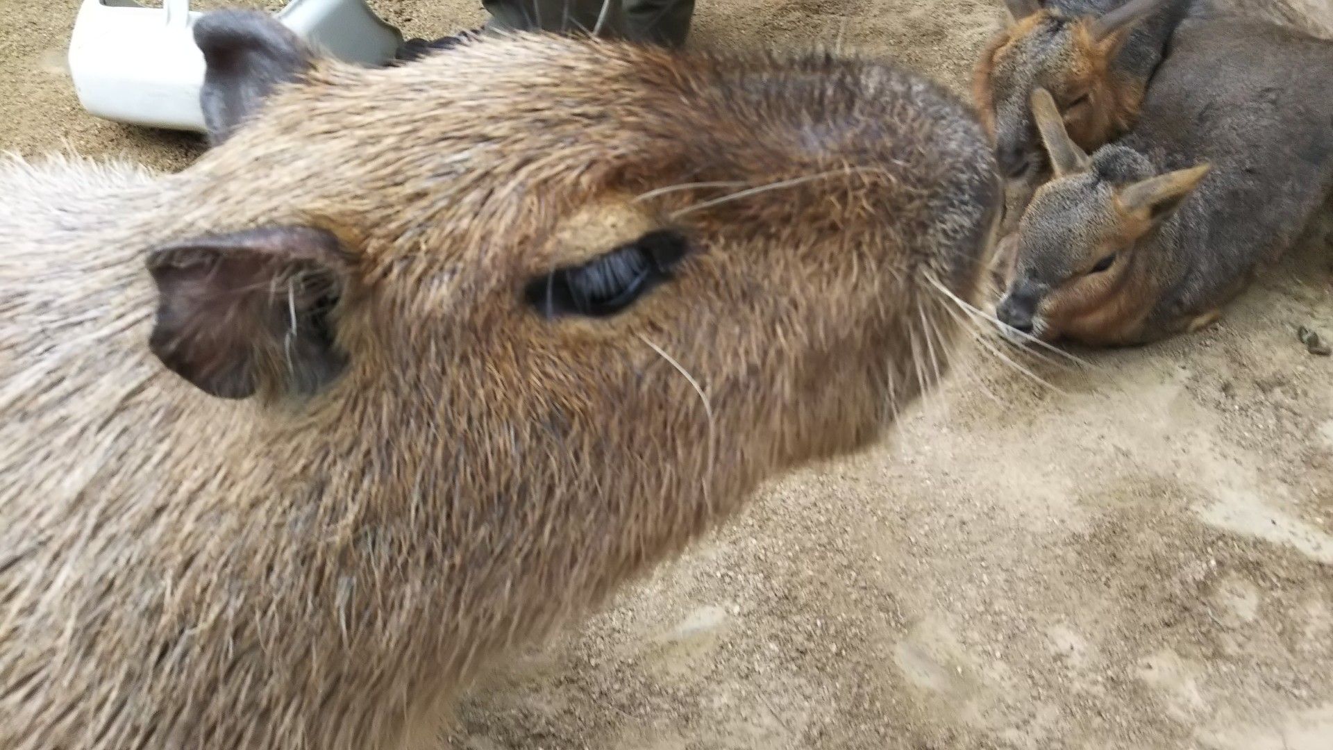 カピバラ まつ毛 ストア