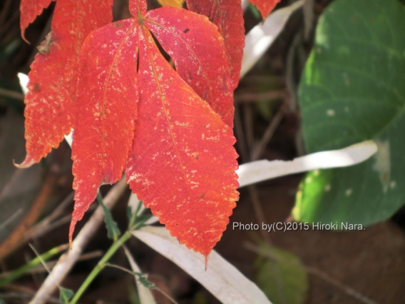 光景　sight0381　紅葉　colored leaves