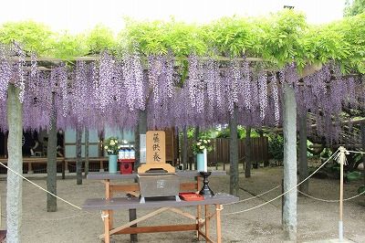 武蔵寺の藤 笑う門には健康来るヽ O 丿 楽天ブログ