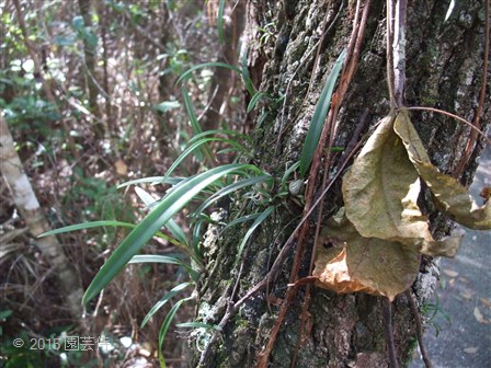 Encyclia tampensis 20151229-3
