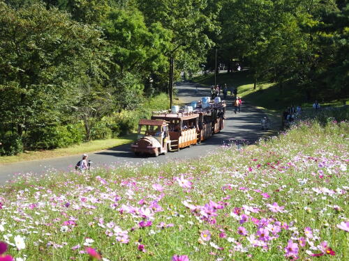 花の丘のコスモス