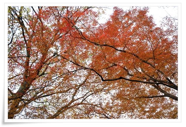 卯辰山山野草園-9 15.12.9