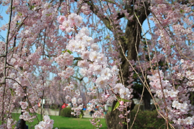 しだれ桜