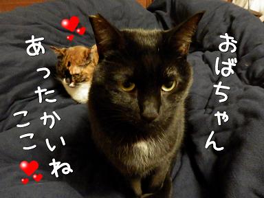 ここあったかい.JPG