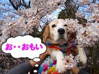 20120408おもい