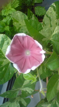 健気な花たち-4.JPG