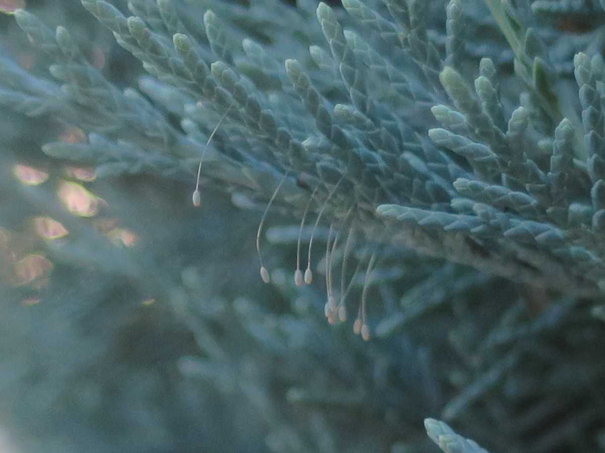 うどんげの花を発見 天水ブログ 楽天ブログ
