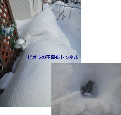 すっぽり雪に覆われた不織布のトンネル