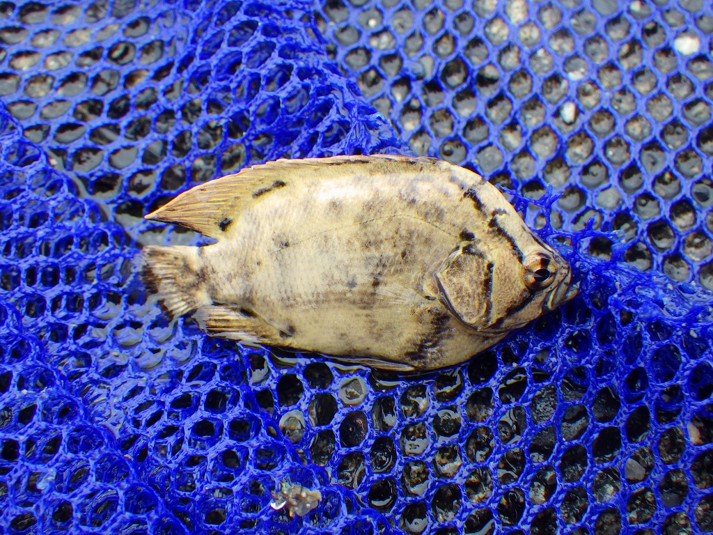 串本磯採集2021年8月中旬6　マツダイ（Lobotes surinamensis）の幼魚
