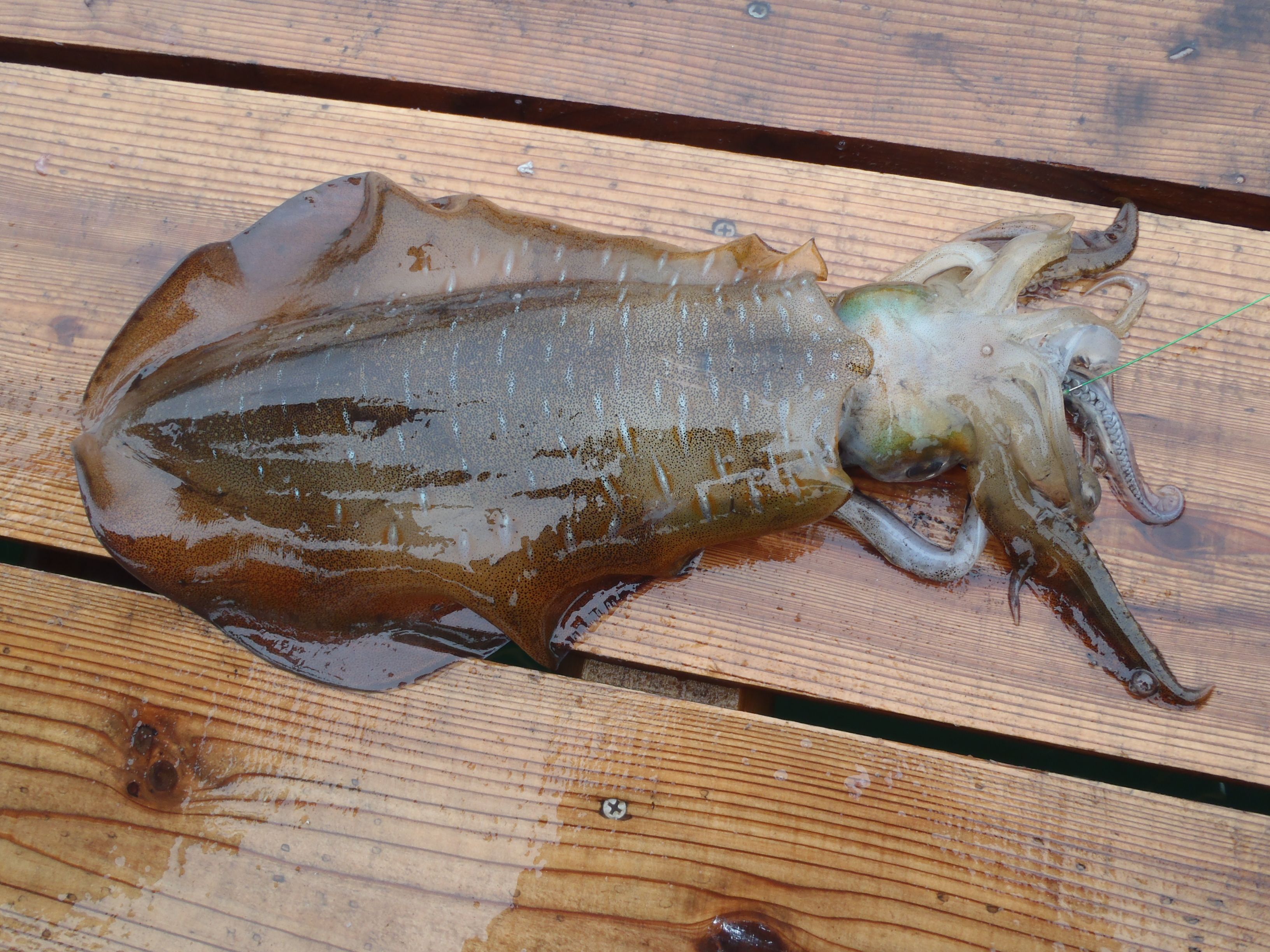 アオリイカウキ釣り用ロッド リール たまに釣り 楽天ブログ