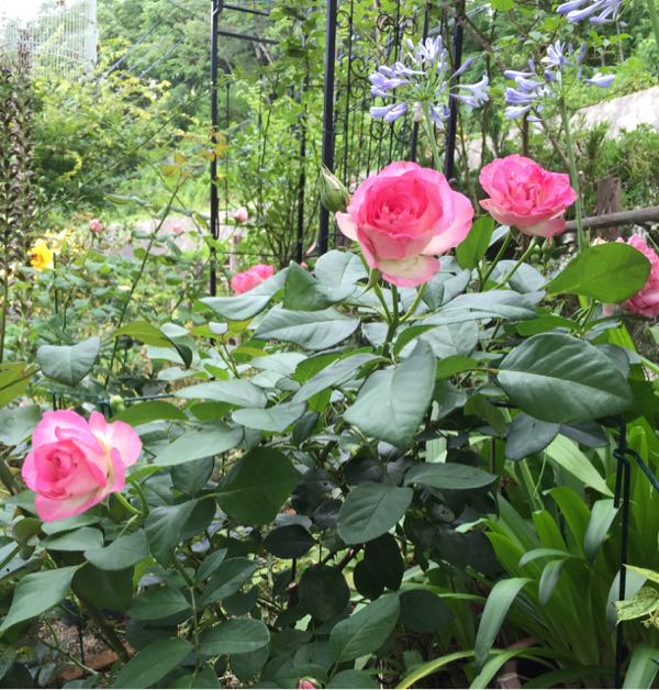 rblog-20160703194236-05.jpg