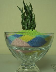 サボテン 12のツメ横.jpg