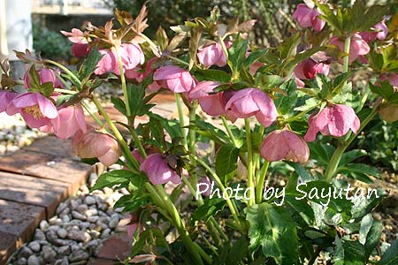 クリスマスローズ