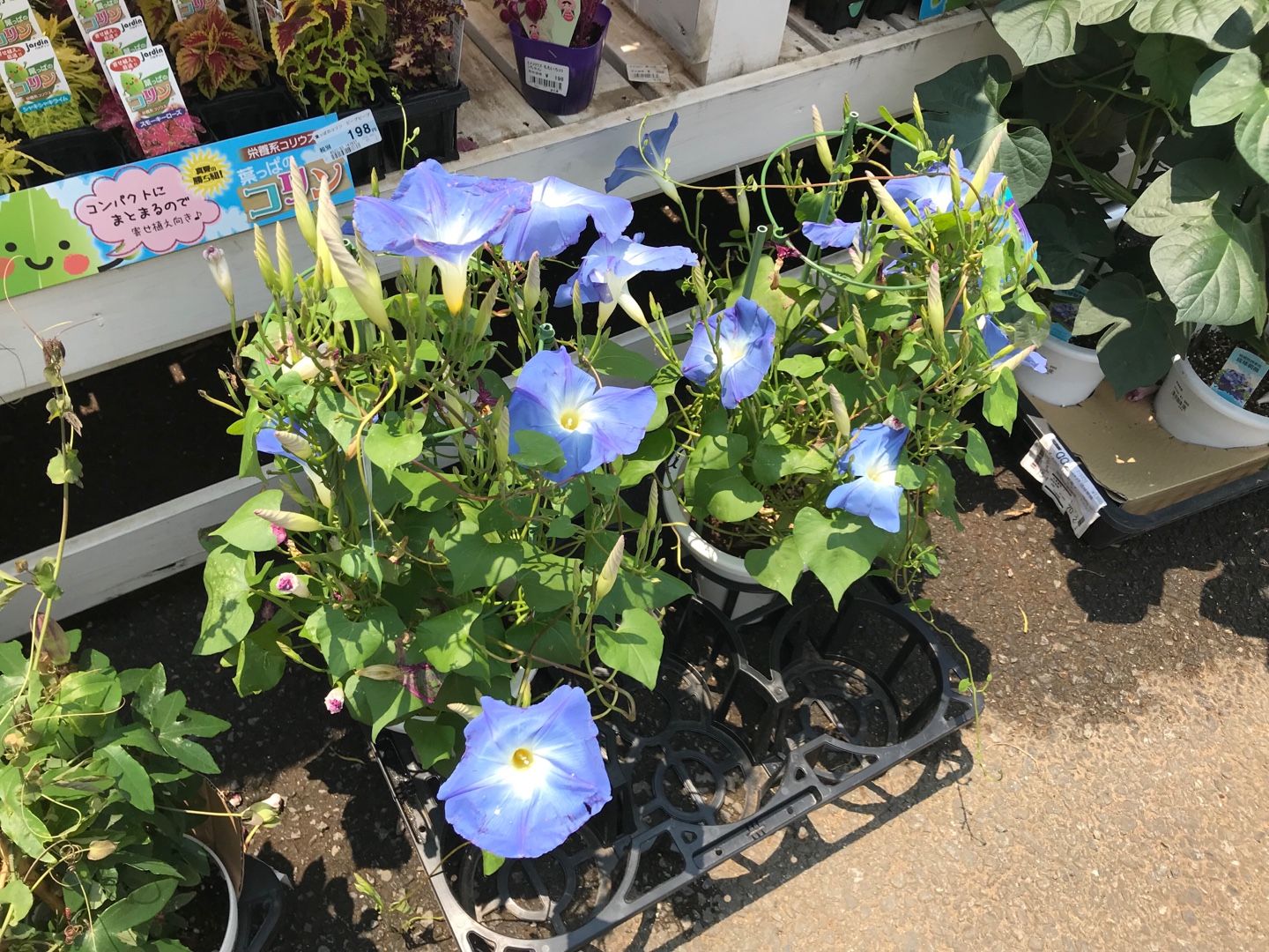 ホームセンターの花を撮影 Music Land 私の庭の花たち 楽天ブログ