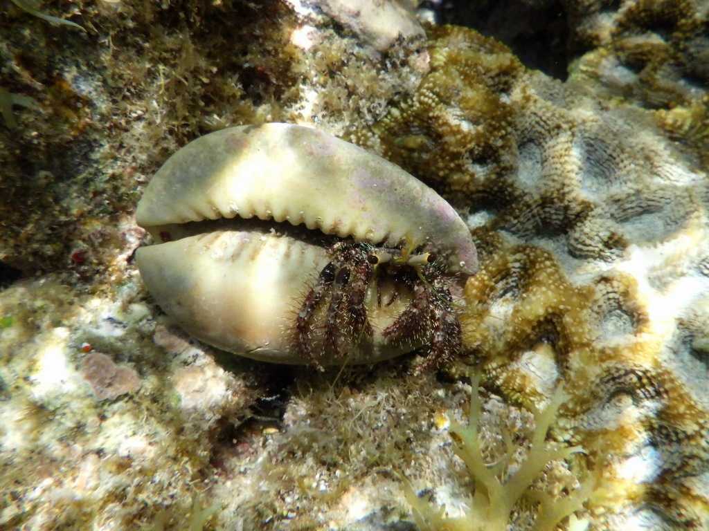 串本磯採集2023年7月下旬41　オイランヤドカリ（Dardanus lagopodes）