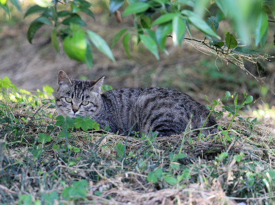 我が家のニャンコ♪2014/05/21-3