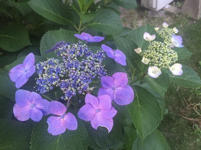 夕暮れ紫陽花２.jpg