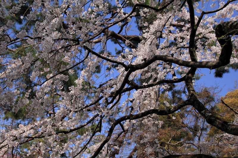 京都御苑_003.jpg