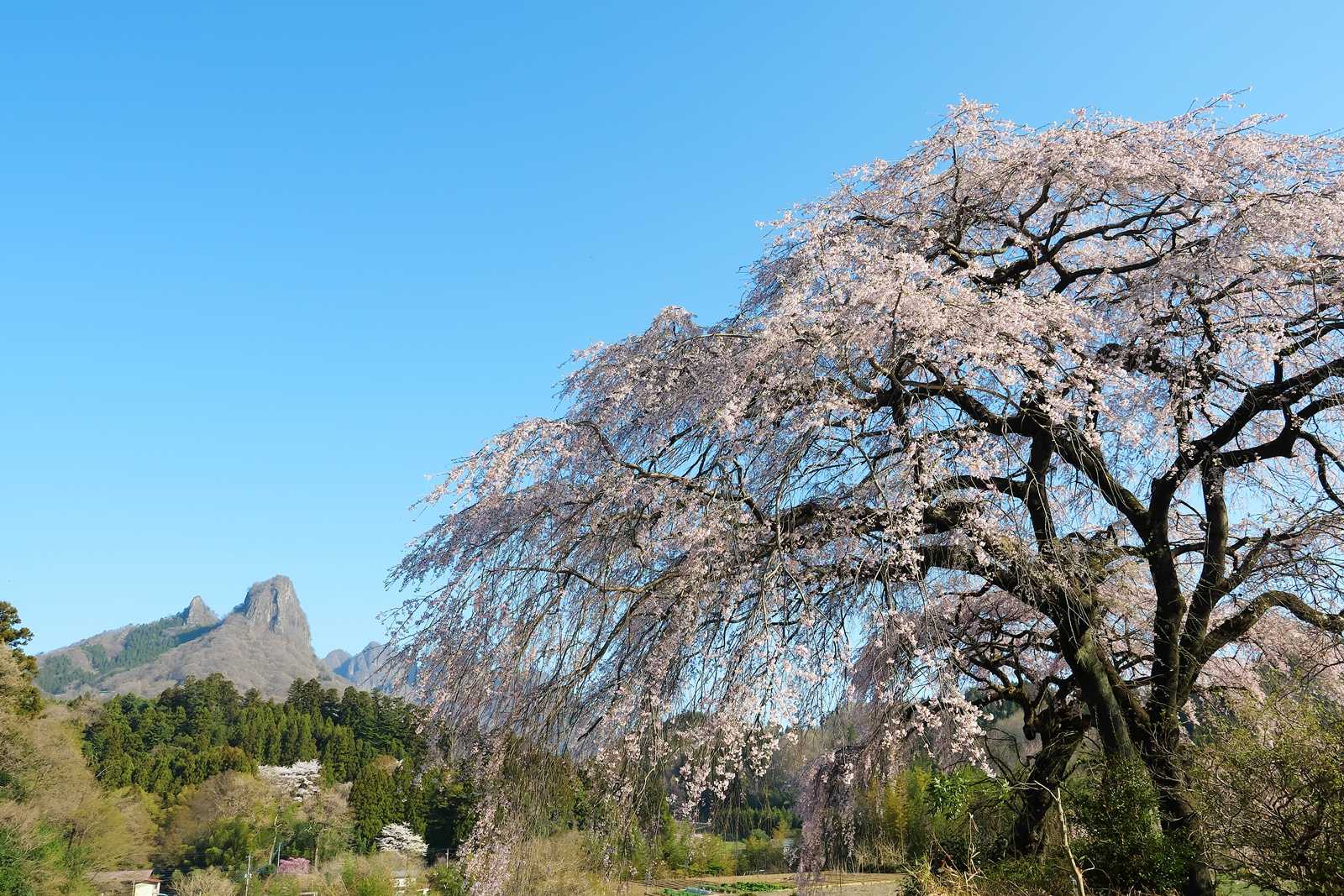 菅原のしだれ桜と妙義山 | シグマのカメラに魅せられて - 楽天ブログ