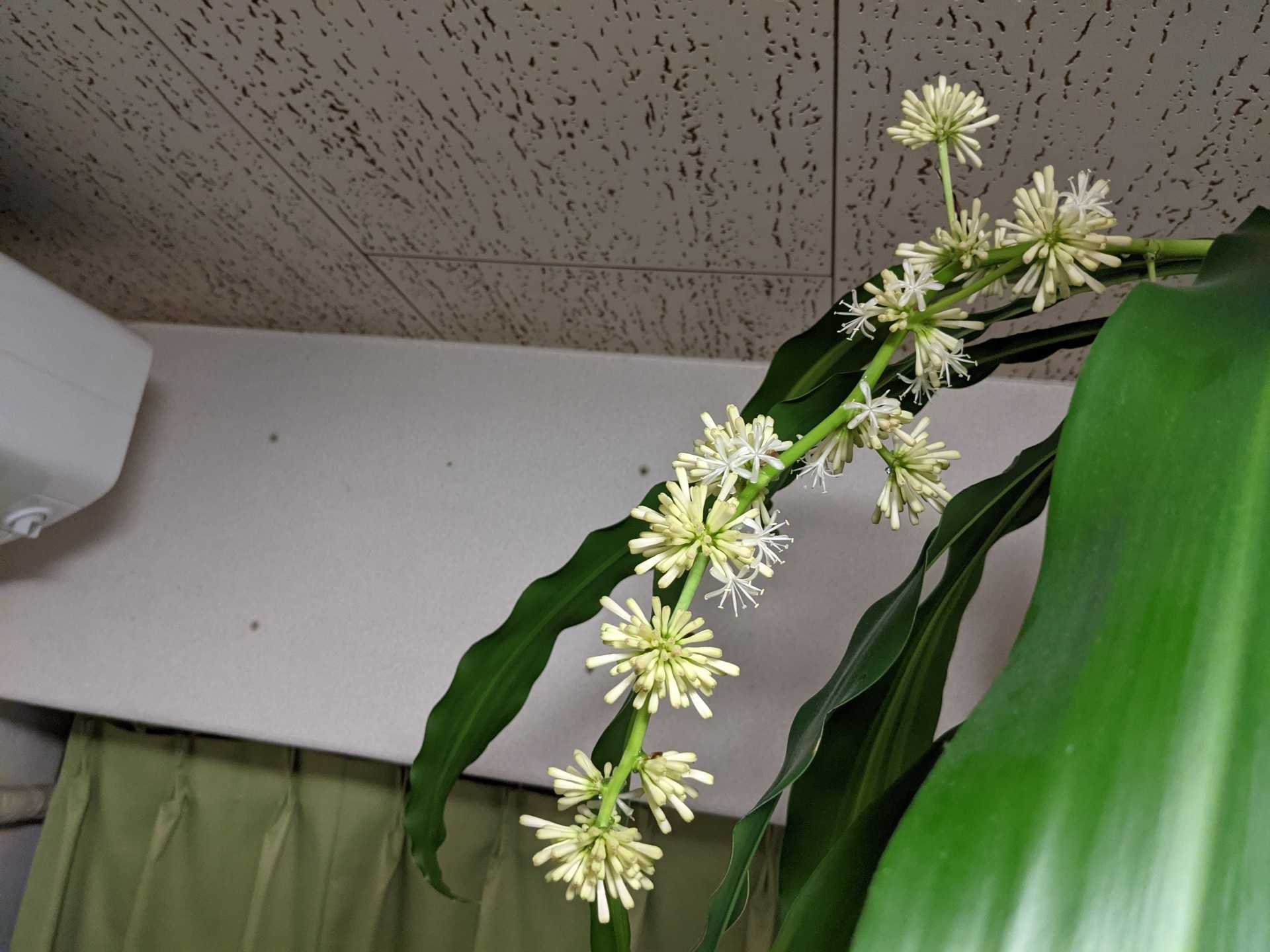 幸福の木 ついに花が咲きました 武内治 気になることなんでもかいています バッタロウ日記 楽天ブログ