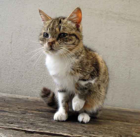 我が家のニャンコ♪2013/1/15-3