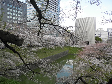 田安門の桜