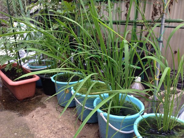 rblog-20160710225027-05.jpg