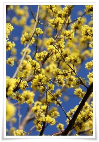 市民芸術村-1 サンシュユ-1 14.4.1