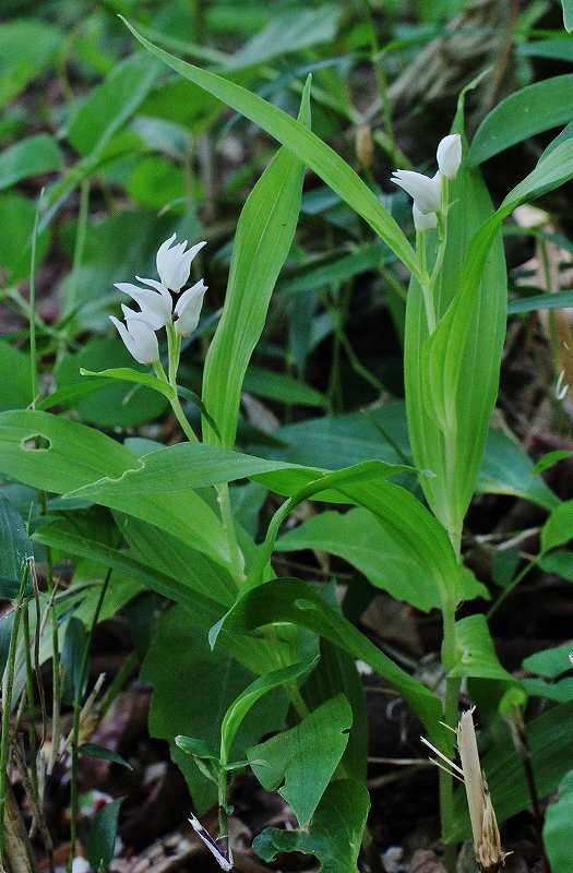 IMG_0651 (525x800).jpg