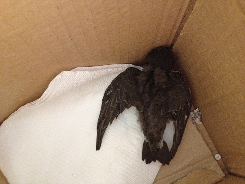 Bird2.jpg